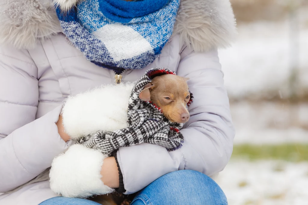 Kiedy temperatura spada, a ty otulasz się ciepłym płaszczem, zwierzakowi również przyda się ciepłe okrycie. Choć w sklepach zoologicznych i na stronach internetowych bez trudu można znaleźć szeroką ofertę kurtek dla zwierzaków, warto pamiętać o tym, że wiele z nich tworzone jest z myślą nie o komforcie czworonoga, ale o guście właściciela. Przy zakupach warto więc zwrócić uwagę nie tylko na estetykę, ale też na materiał, z którego ubranko zostało wykonane oraz na jego fason. Unikaj również zbyt fantazyjnych modeli – zwierzęta zwykle nieufnie traktują wszelkiego rodzaju fatałaszki. Kokardki, troczki, ozdoby i krzykliwe wzory, zamiast zachęcić je do włożenia ocieplacza, spotęgują tylko związany z akcesorium stres. Kiedy temperatura spada, a ty otulasz się ciepłym płaszczem, zwierzakowi również przyda się ciepłe okrycie. Choć w sklepach zoologicznych i na stronach internetowych bez trudu można znaleźć szeroką ofertę kurtek dla zwierzaków, warto pamiętać o tym, że wiele z nich tworzone jest z myślą nie o komforcie czworonoga, ale o guście właściciela. Przy zakupach warto więc zwrócić uwagę nie tylko na estetykę, ale też na materiał, z którego ubranko zostało wykonane oraz na jego fason. Unikaj również zbyt fantazyjnych modeli – zwierzęta zwykle nieufnie traktują wszelkiego rodzaju fatałaszki. Kokardki, troczki, ozdoby i krzykliwe wzory, zamiast zachęcić je do włożenia ocieplacza, spotęgują tylko związany z akcesorium stres.