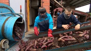 Wszystkie buraki są krzywe. Nie nadają się do odbioru: ani do handlu na marketach, ani do przetwórni