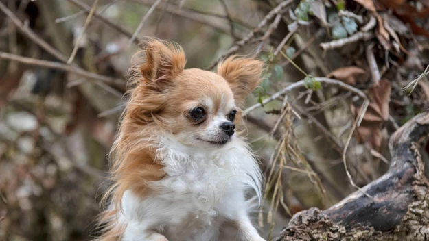 Kolejnym psem, który powinien doskonale odnaleźć się w mieszkaniu starszej osoby, jest chihuahua. 

Wygląda niewinnie, ale to pozory. Ta urocza rasa ma silny temperament i uwielbia pieszczoty, więc poleca się ją cierpliwych seniorów, którzy pragną żywego i ruchliwego pieska o niewielkich gabarytach. 

Chihuahua szybko przywiązuje się do właściciela, więc z pewnością będzie wiernym i oddanym kompanem seniora. 
