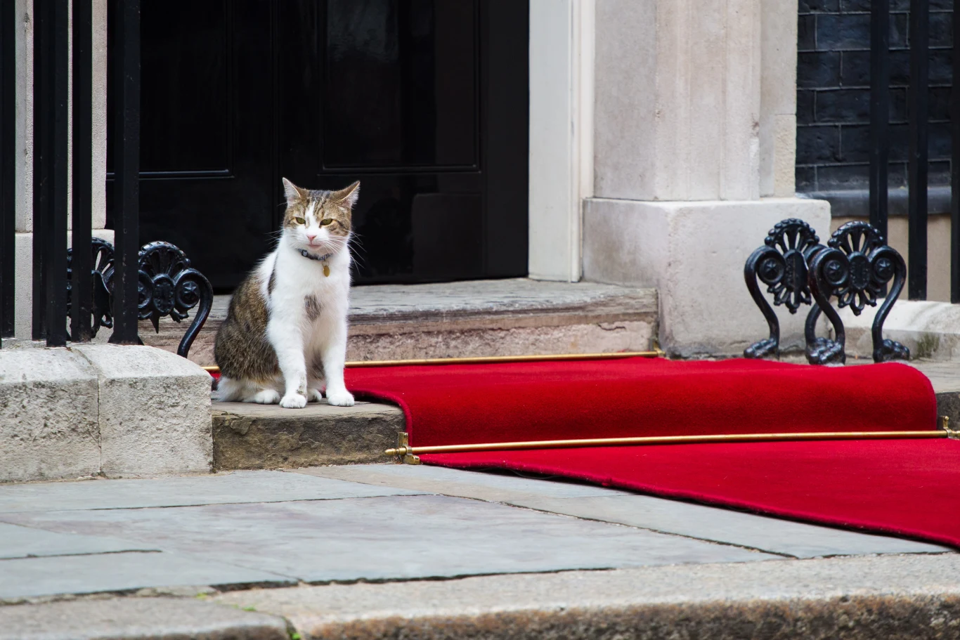 Czy Brexit wpłynie na kocie życie?