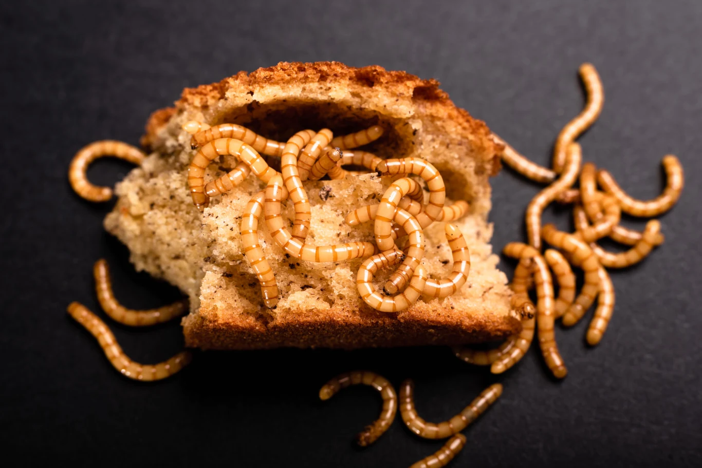 Mączniki są groźne nie tylko dlatego, że zjadają nasze zapasy. Zanieczyszczają je odchodami oraz bakteriami i zarodnikami pleśni, które przenoszą na swoich ciałach. Sprzyja im wilgoć, wysoka temperatura i ciemność. 