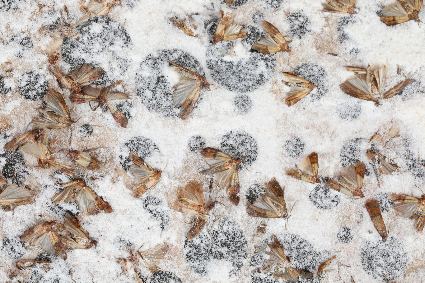 Motyle to owady, które urzekają ludzi swoim wyglądem, ale nikt nie będzie zadowolony z wizyty mklika mącznego czy mola w swojej kuchni. Larwy motyli rozwijają się w artykułach mączno-zbożowych i w bakaliach, a także w ziołach czy też przyprawach. Są na tyle „agresywne”, że w poszukiwaniu pożywienia przegryzają papierowe czy cienkie foliowe opakowania. Jednymi z najczęściej spotykanych motyli zagrażających żywności są mole spożywcze. W kuchni możemy spotkać się zarówno z larwami, jak i osobnikami dorosłymi, które nie trudno zauważyć.