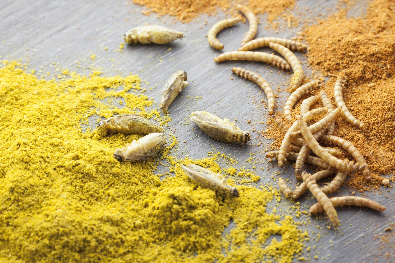 Larwy natomiast mają typową dla motyli postać gąsienicy. W zależności od stadium rozwoju, ich wielkość może wahać się od kilku do kilkudziesięciu milimetrów. Larwy moli spożywczych żywią się przede wszystkich mąką, kaszą, płatkami, ziarnami zbóż, orzechami, migdałami, pieczywem, suszonymi grzyby itp. Zazwyczaj zasiedlają ciemne, trudno dostępne miejsca. Jeżeli przy otwieraniu produktów zauważysz wylatujące z nich dorosłe motyle, możesz być przekonany o zainfekowanej kuchni. Warto zwrócić uwagę również na ściany oraz półki - larwy mola spożywczego mogą się okazjonalnie na nich pojawiać. Podobnie jak w przypadku mola odzieżowego największe szkody wyrządzają larwy. 