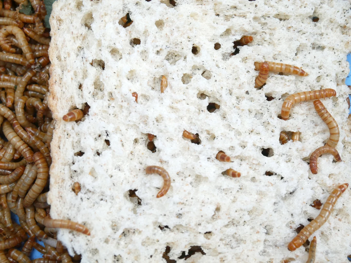 Jednym z chrząszczy, które zagrażają produktom spożywczym, jest mącznik młynarek. Ubarwienie dorosłego osobnika jest ciemnobrunatne lub czerwonawe, z jaśniejszą spodnią częścią wydłużonego ciała. Szkodnik ten potrafi siać prawdziwe spustoszenie w magazynach na mąkę czy zboża i niestety coraz częściej można go spotkać w naszych domach. Żeruje głównie produktach zbożowych - ze skażonej żywności może też unosić się nieprzyjemny zapach. 