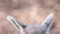 Pracownicy wrocławskiego ZOO otrzymali na mikołajki niezwykły prezent – 6 grudnia na świat przyszedł mały gwanako. Zwierzak, którego rodzicami są samica imieniem Marlenka i samiec zwany Dzwońcem, od początku dał się poznać jako niezwykle sympatyczny osobnik. 

- Spodziewaliśmy się narodzin w pierwszych dniach grudnia, ale mikołajki to idealny dzień na przywitanie na świecie nowego, zdrowego i silnego samczyka. Matka od razu się nim zaopiekowała, a reszta stada zaakceptowała. Już w godzinę po narodzinach biegał i nawet próbował brykać. Na razie żywi się tylko mlekiem matki, ale już naśladuje dorosłe osobniki i próbuje skubać gałęzie, choć ich jeszcze nie je – relacjonuje Łukasz Karolik, opiekun zwierząt z Zoo Wrocław.

Zwierzak, z racji daty swojego urodzenia, otrzymał imię Mikołaj.
