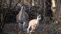 Naturalnym wrogiem zwierzaka jest puma i lis andyjski. Poza ucieczką gwanako posiada jeszcze jedną broń przeciwko atakowi drapieżników – grubą skórę na szyi, która to część ciała jest najczęściej atakowaną.

Choć liczebność gwanako w naturze jest dość duża - około 1 mln osobników, to coraz częściej mówi się o konieczności podjęcia działań ochronnych. Na skutek rozwoju dróg i rolnictwa znikają naturalne miejsca występowania tych zwierząt.
