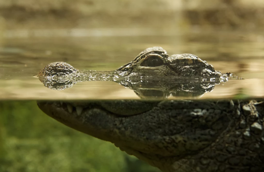 Krokodyle nie zmieniły się na drodze ewolucji
