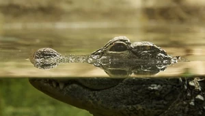 Wiadomo, dlaczego krokodyle nie zmieniły się od czasów dinozaurów