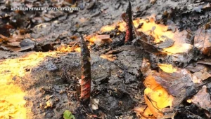 Kolce były zamaskowane