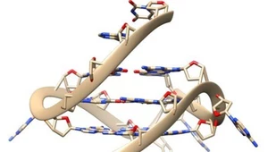 Zaobserwowano rzadkie, czteroniciowe DNA w żywych komórkach