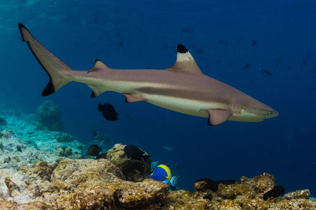 Rekin Carcharhinus obselorus żył w morzu południowochińskim, ale w wyniku nadmiernych połowów nie był w stanie znaleźć pożywienia i przetrwać