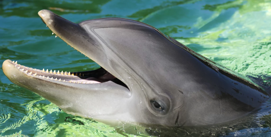 W niebezpieczeństwie są również delfiny butlonose - zabija je m.in. znaczne zanieczyszczenie wód