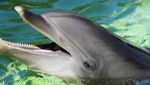 Delfin butlonosy
