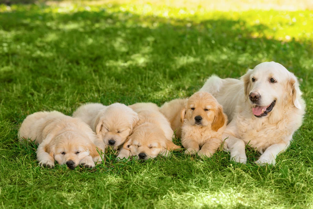 Niezłym zaskoczeniem dla niektórych z was byłoby pewnie, gdyby w tym zestawieniu zabrakło energicznego Golden retrievera. Nie mogliśmy wam jednak tego zrobić, bo ta rasa psa idealnie odnajduje się wśród rodziny z dziećmi. Ten czworonóg nie tylko ma mnóstwo energii oraz chęci do zabawy z maluchami, ale jest też bardzo cierpliwy i inteligentny, więc będzie rewelacyjnym towarzyszem rodziny. Niezłym zaskoczeniem dla niektórych z was byłoby pewnie, gdyby w tym zestawieniu zabrakło energicznego Golden retrievera. Nie mogliśmy wam jednak tego zrobić, bo ta rasa psa idealnie odnajduje się wśród rodziny z dziećmi. Ten czworonóg nie tylko ma mnóstwo energii oraz chęci do zabawy z maluchami, ale jest też bardzo cierpliwy i inteligentny, więc będzie rewelacyjnym towarzyszem rodziny.