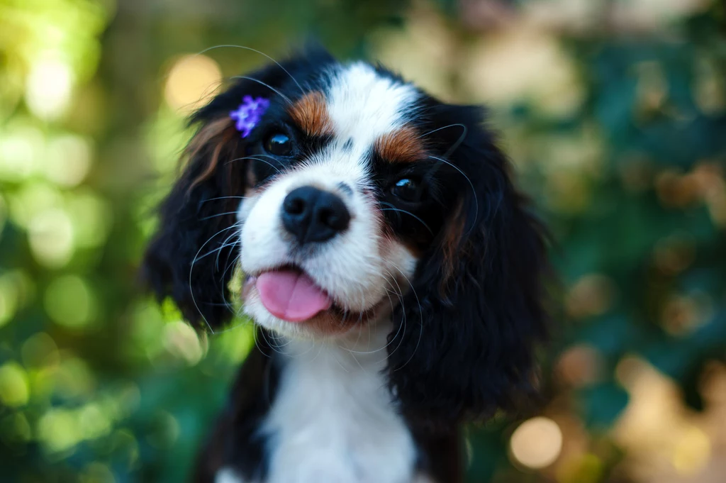 Cavalier King Charles Spaniel to delikatny, łagodny piesek, który uwielbia towarzystwo. Jeżeli myślicie nad jego zakupem, zadbajcie o to, aby wasze dzieci nie traktowały go jak zabawki. To żywe stworzenie, które jest bardzo wrażliwe i szybko przywiązuje się do ludzi. Pies tej rasy nie sprawia wielu problemów i chętnie uczestniczy w życiu swoich właścicieli. Będzie idealny dla rodzin dziećmi, które są raczej spokojne i będą w stanie pokochać całym sercem tego niewielkiego pupila. Cavalier King Charles Spaniel to delikatny, łagodny piesek, który uwielbia towarzystwo. Jeżeli myślicie nad jego zakupem, zadbajcie o to, aby wasze dzieci nie traktowały go jak zabawki. To żywe stworzenie, które jest bardzo wrażliwe i szybko przywiązuje się do ludzi. Pies tej rasy nie sprawia wielu problemów i chętnie uczestniczy w życiu swoich właścicieli. Będzie idealny dla rodzin dziećmi, które są raczej spokojne i będą w stanie pokochać całym sercem tego niewielkiego pupila.