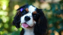 Cavalier King Charles Spaniel to delikatny, łagodny piesek, który uwielbia towarzystwo. Jeżeli myślicie nad jego zakupem, zadbajcie o to, aby wasze dzieci nie traktowały go jak zabawki. 

To żywe stworzenie, które jest bardzo wrażliwe i szybko przywiązuje się do ludzi. Pies tej rasy nie sprawia wielu problemów i chętnie uczestniczy w życiu swoich właścicieli. 

Będzie idealny dla rodzin dziećmi, które są raczej spokojne i będą w stanie pokochać całym sercem tego niewielkiego pupila. 