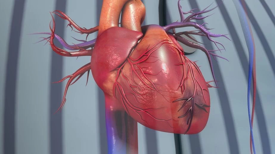 Miód gryczany ma korzystny wpływ na serce i układ krążenia