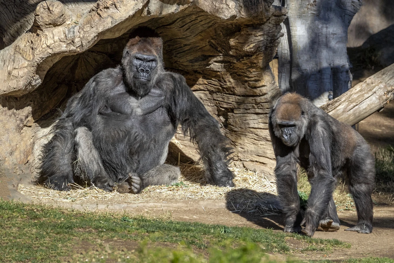 Goryle w ogrodzie zoologicznym San Diego Goryle w ogrodzie zoologicznym San Diego