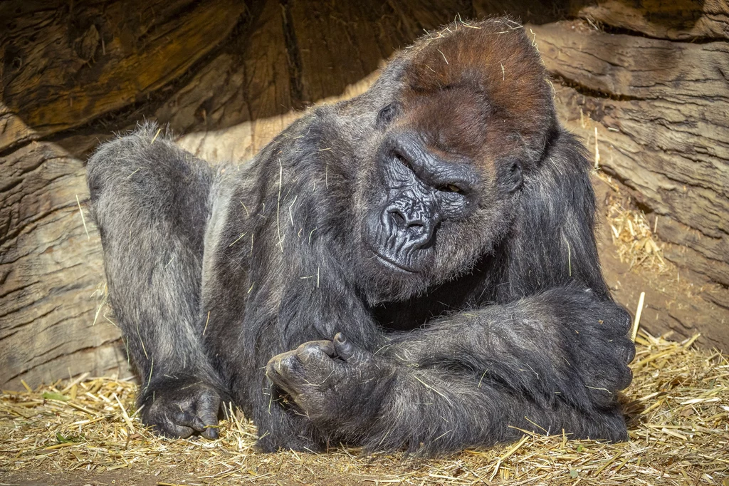 Goryl w ogrodzie zoologicznym San Diego Goryl w ogrodzie zoologicznym San Diego