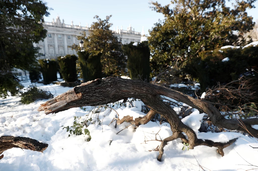 W samym Madrycie śnieżyca zniszczyła ponad 150 tys. drzew.