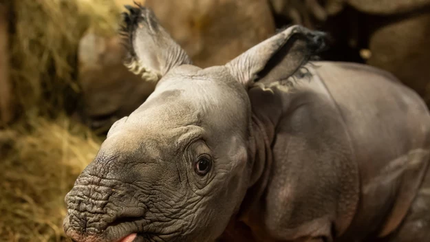 6 stycznia, święto Trzech Króli. Podczas gdy wielu z nas leniuchowało, korzystając z wolnego dnia, pracownicy wrocławskiego zoo już od wczesnego rana zajmowali się swoimi podopiecznymi. Wśród nich była Maruška  - ciężarna samica nosorożca indyjskiego. 

Po południu przyszła mama zaczęła zdradzać, że zbliża się poród. Już dwie godziny później na świecie pojawił się maluch – pierwszy w 155 letniej historii wrocławskiego zoo noworodek nosorożca indyjskiego. 

 - Poród przebiegł szybko, a Maruška od razu wiedziała co robić, choć to jej pierwsze młode. Zwiedzający jeszcze nie mogą jej zobaczyć, ale zostanie z nami co najmniej dwa lata, więc będzie jeszcze okazja. Na razie musimy poczekać aż samiczka trochę podrośnie i zrobi się cieplej na dworze – opowiada Justyna Nowicka, opiekunka zwierząt we wrocławskim zoo. 
