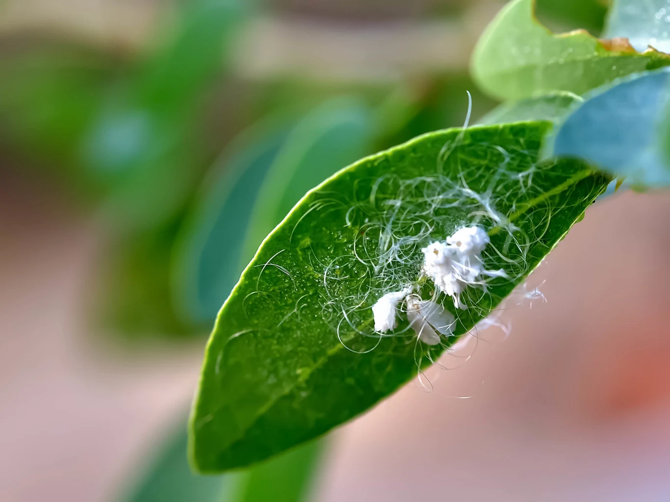 Wełnowce to owady pokryte białą, woskową wydzieliną przypominającą watę. Lubią atakować storczyki.