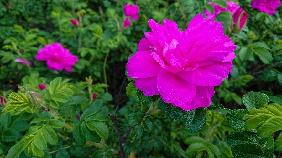 Rosa rugosa, czyli róża japońska