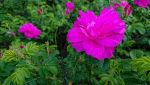 Róża japońska - uprawa, pielęgnacja, zastosowanie