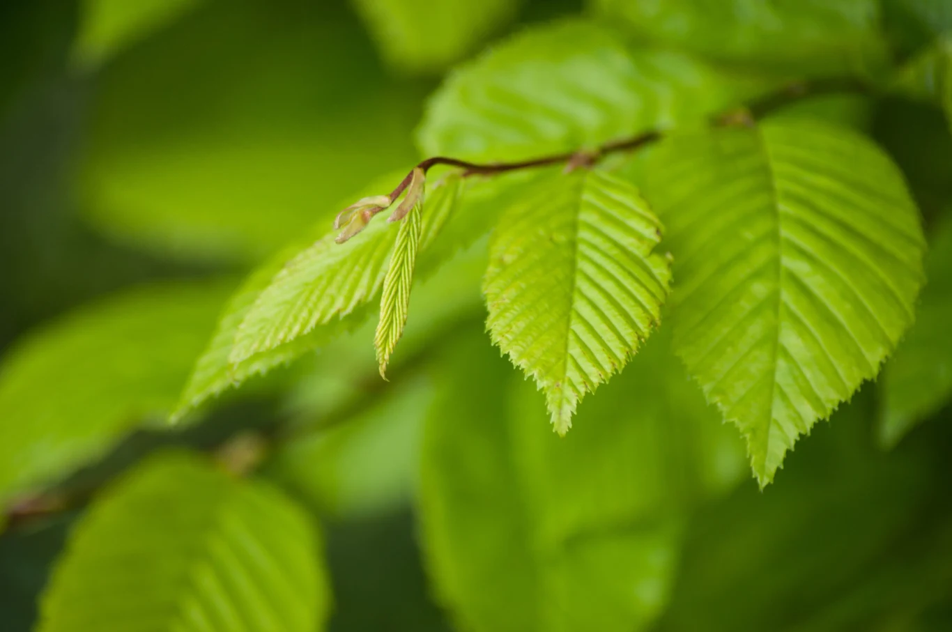 Grab ma określone wymagania glebowe