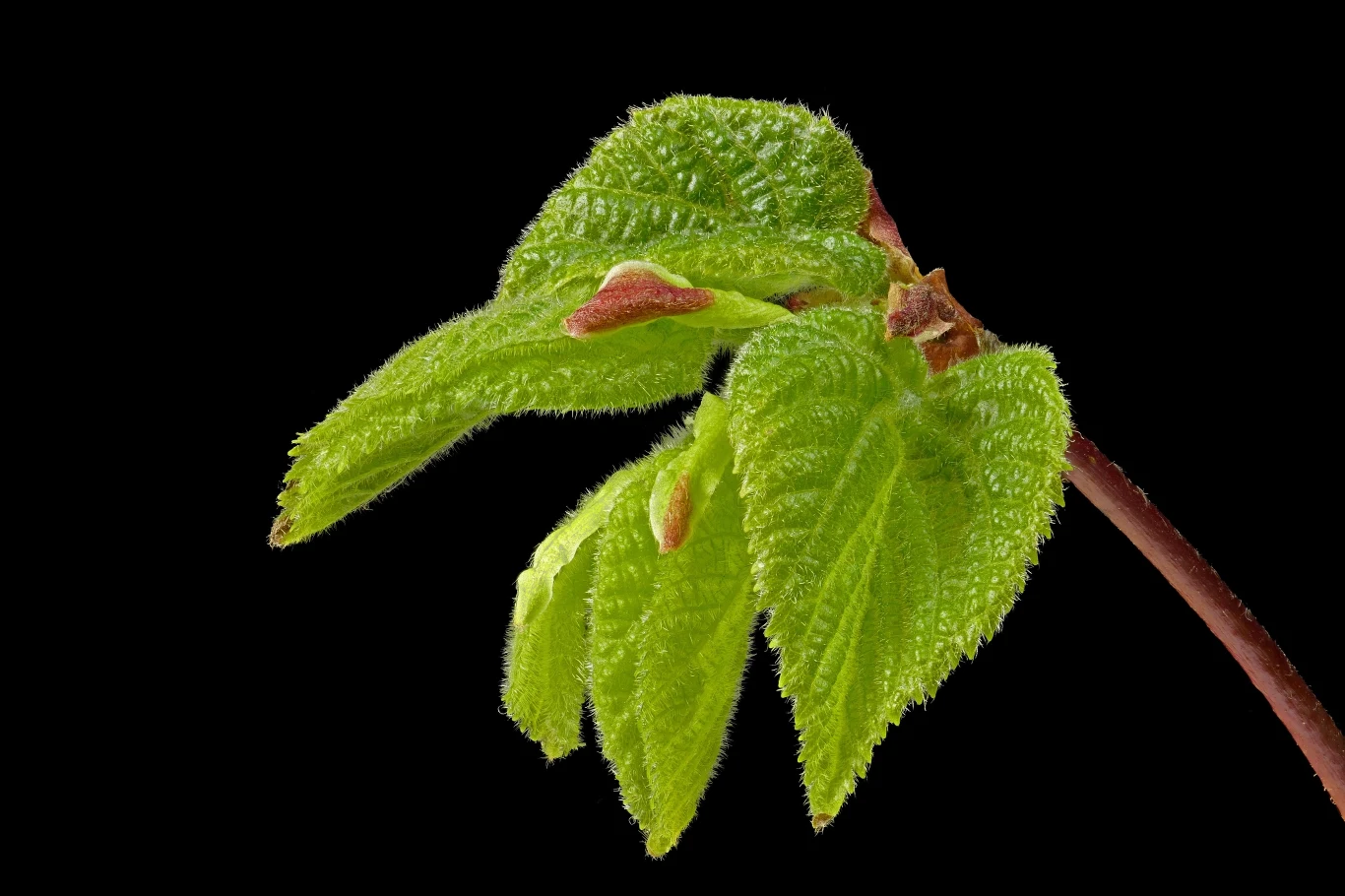 Grab ma wiele zastosowań