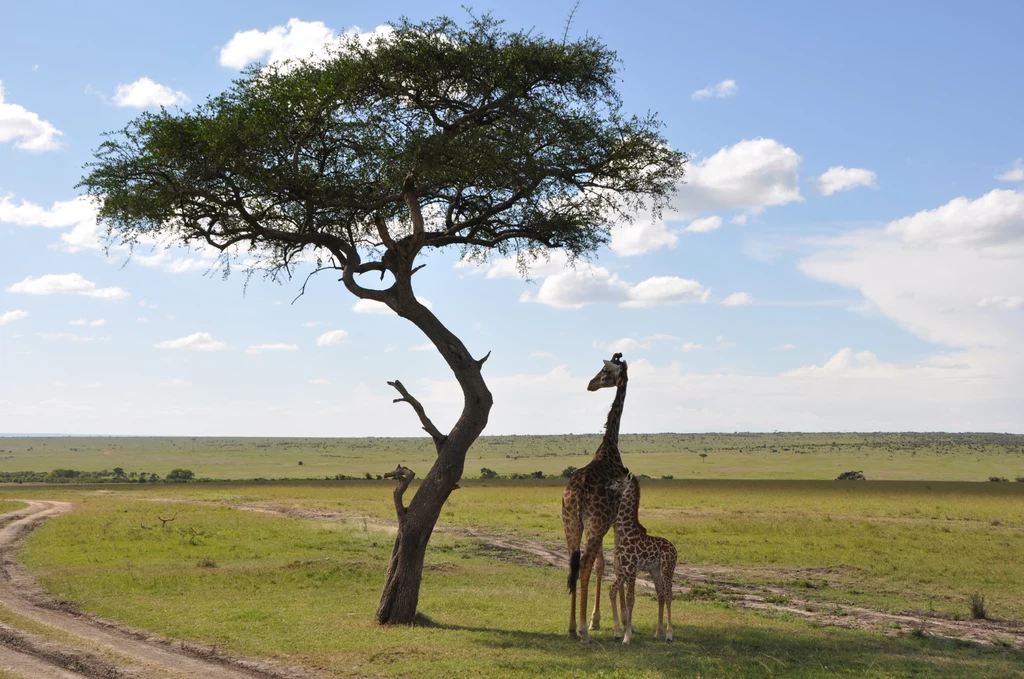 Żyrafy w Kenii, zdjęcie ilustracyjne (archiwum prywatne)