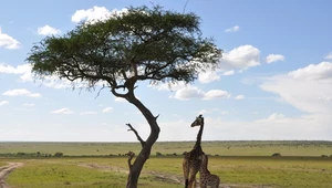 Naukowcy odkryli żyrafy karłowate