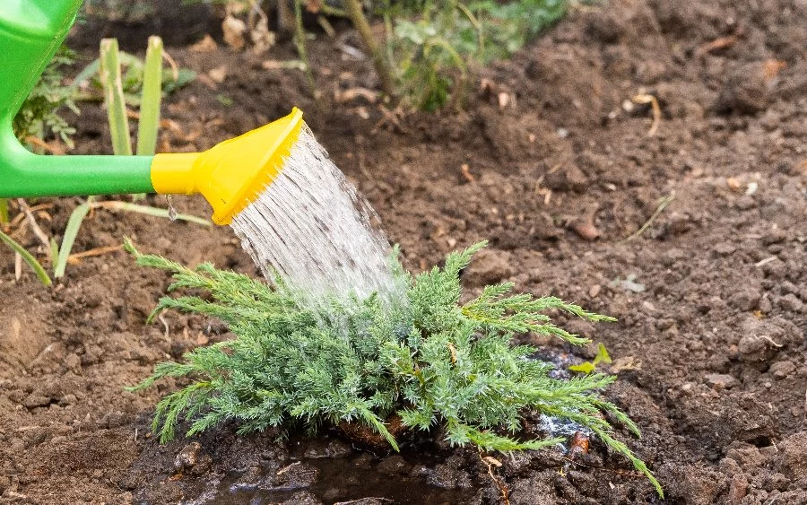 Gleba powinna być regularnie użyźniana 