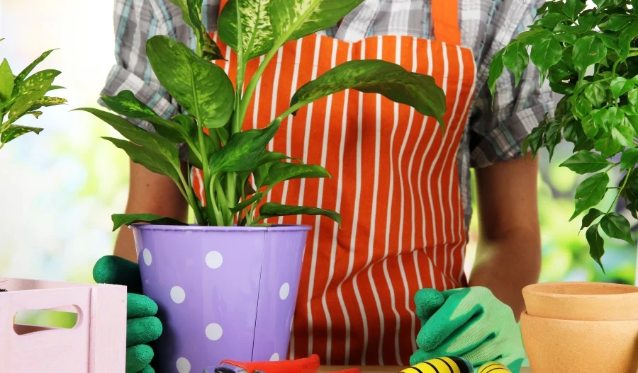Wykorzystaj domowe sposoby i przygotuj skuteczne nawozy do roślin