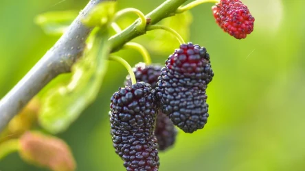 Jakie właściwości ma morwa czarna?