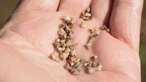 Wysiewasz pietruszkę? Najpierw wymocz w tym nasiona, a wyrośnie o wiele szybciej