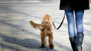 Koronawirus miał przeskoczyć z psa na człowieka