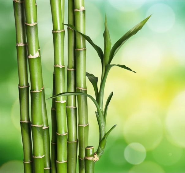 Segmenty bambusa 
