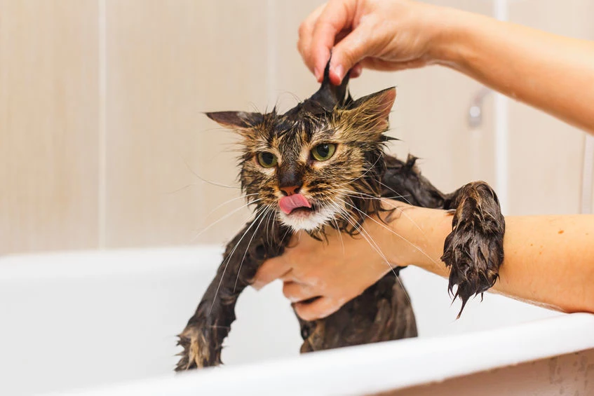 Kąpiel kota 