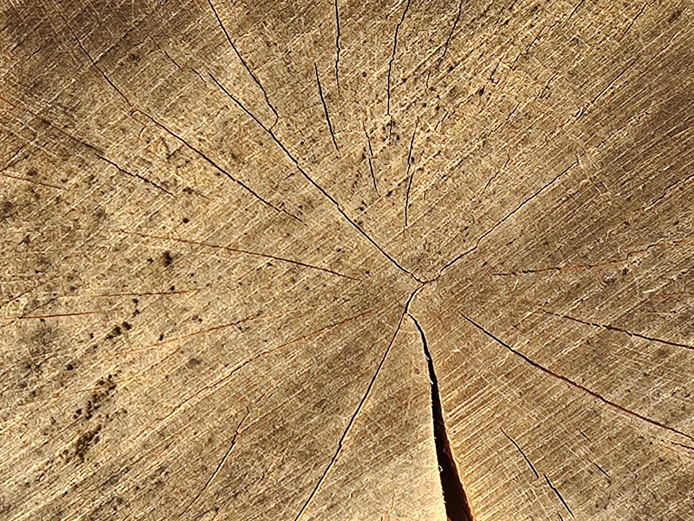 Zdjęcie wykonane Vivo X51 5G