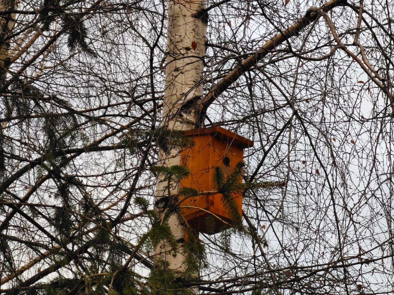 Zdjęcie wykonane Vivo X51 5G