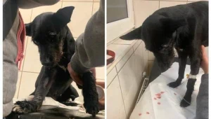 Mężczyzna wlał psu do pyska środek do czyszczenia toalet