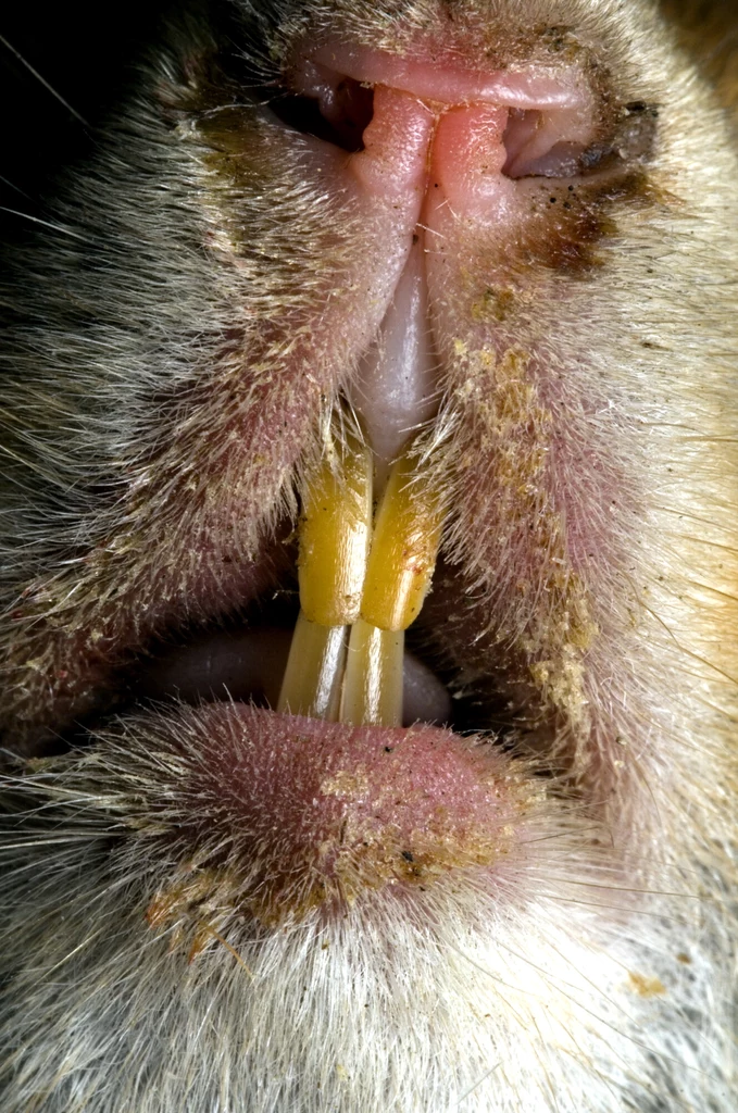 Wiewiórki to urocze zwierzaki, ale zęby mają... nie od parady!