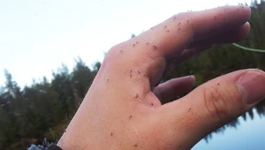 Ukąszenie komara to przy tym nic. Skóra puchnie i boli tygodniami 