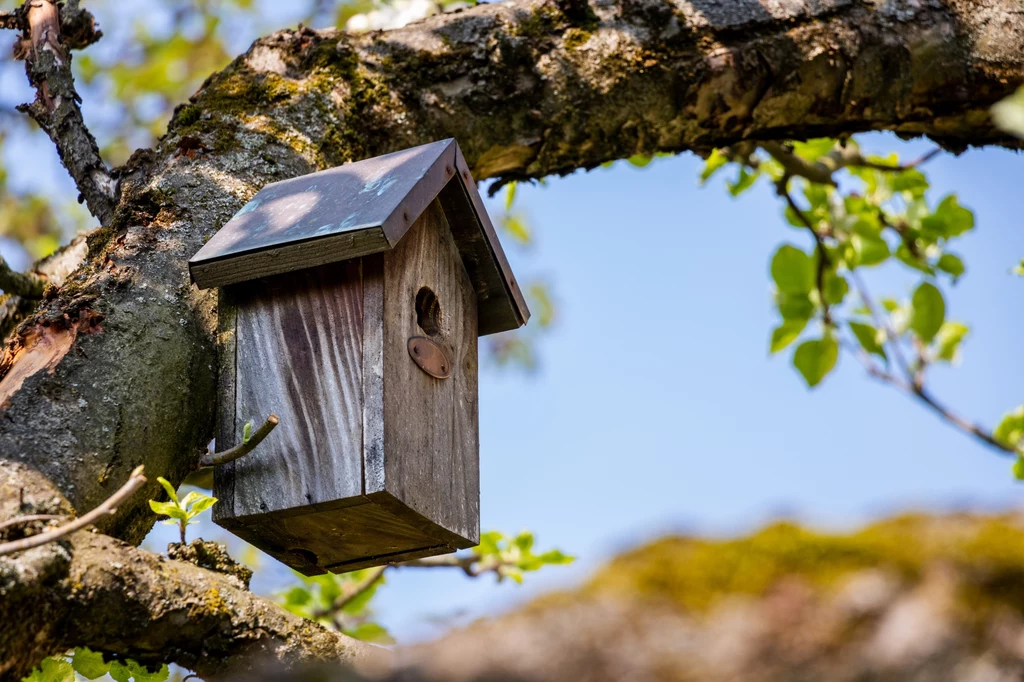 Karmniki stanowią dom dla ptaszków
