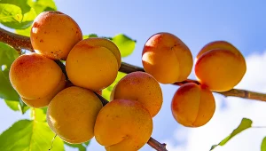 Nie zapomnij o tym zabiegu w sadzie. Drzewka brzoskwiniowe ci podziękują