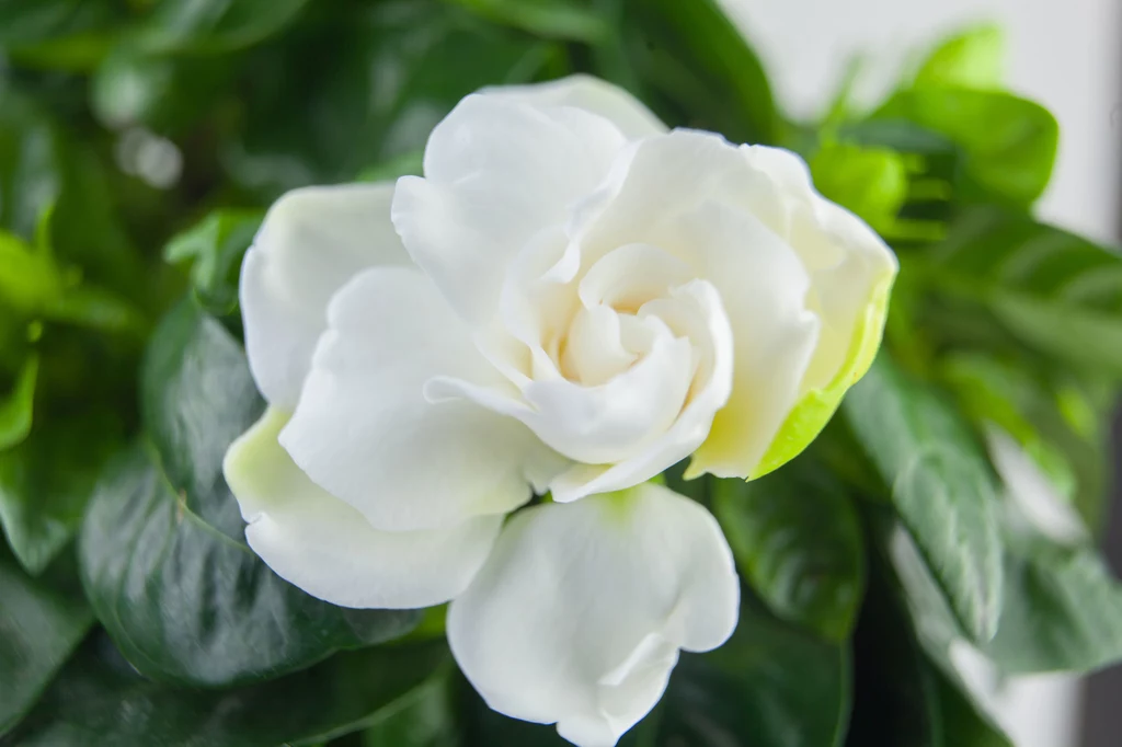 Gardenia Roślina o intensywnym zapachu i pięknych, białych kwiatach to gardenia. Nie każdemu właścicielowi udaje się jednak na tyle zadbać o nią, aby zakwitła po raz drugi. Roślina wymaga odpowiednich warunków do wzrostu. Uwielbia wysoką temperaturę i wilgotne powietrze, dlatego uważana jest za trudną do uprawy. Gardenia często choruje. Pozbywa się również kwiatów, gdy tylko nie odpowiadają jej warunki, w których przebywa, dlatego warto zraszać ją co jakiś czas odstaną wodą. Gardenia Roślina o intensywnym zapachu i pięknych, białych kwiatach to gardenia. Nie każdemu właścicielowi udaje się jednak na tyle zadbać o nią, aby zakwitła po raz drugi. Roślina wymaga odpowiednich warunków do wzrostu. Uwielbia wysoką temperaturę i wilgotne powietrze, dlatego uważana jest za trudną do uprawy. Gardenia często choruje. Pozbywa się również kwiatów, gdy tylko nie odpowiadają jej warunki, w których przebywa, dlatego warto zraszać ją co jakiś czas odstaną wodą.