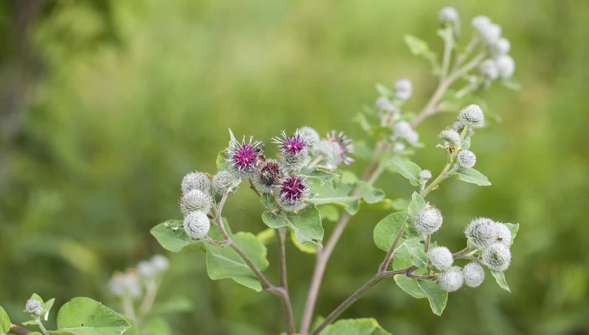 Korzenie łopianu większego zawierają liczne związki biologicznie czynne o udokumentowanych właściwościach leczniczych.