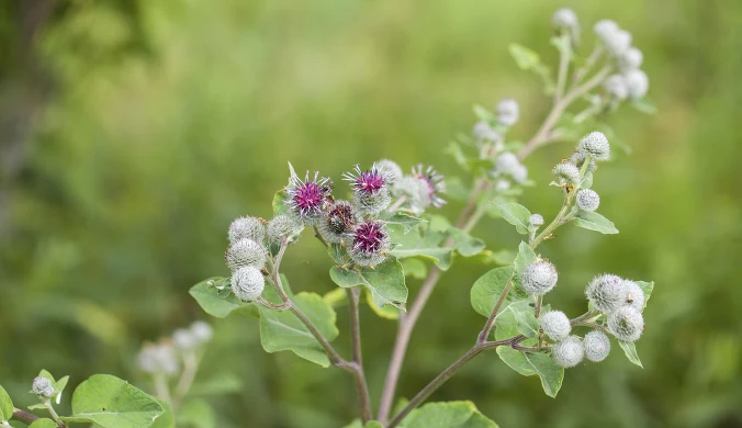 Korzenie łopianu większego zawierają liczne związki biologicznie czynne o udokumentowanych właściwościach leczniczych.