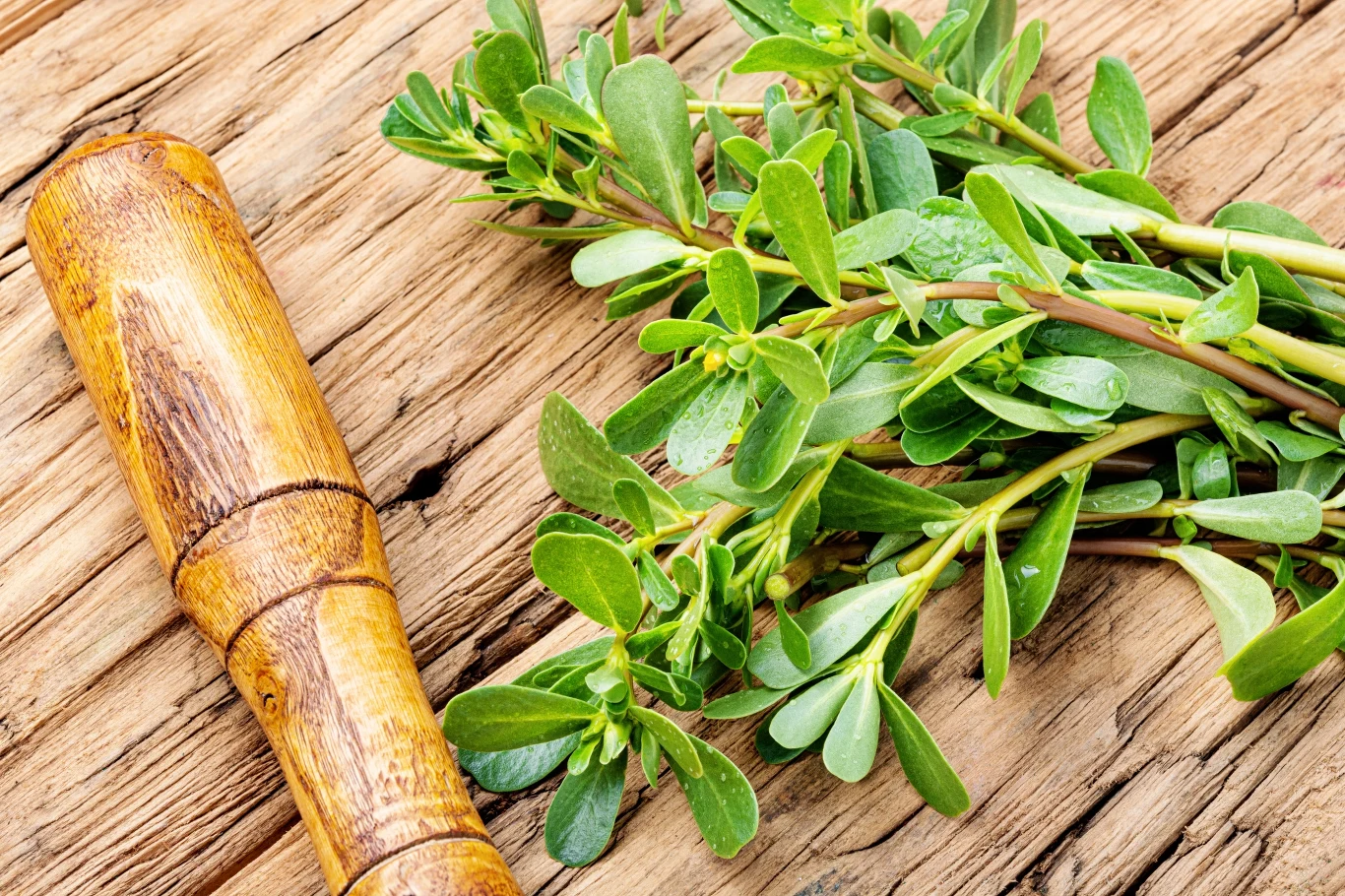 Portulaka - niedoceniana roślina jadalna o ciekawych właściwościach. Jak działa i co zawiera?